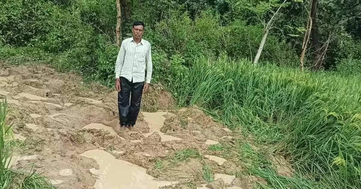 तमाड़ : जंगली हाथियों ने कई एकड़ में लगे धान को किया बर्बाद