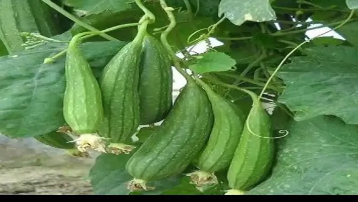 जितिया पर्व पर धनबाद में सब्जियों के दाम रिकॉर्ड स्तर पर