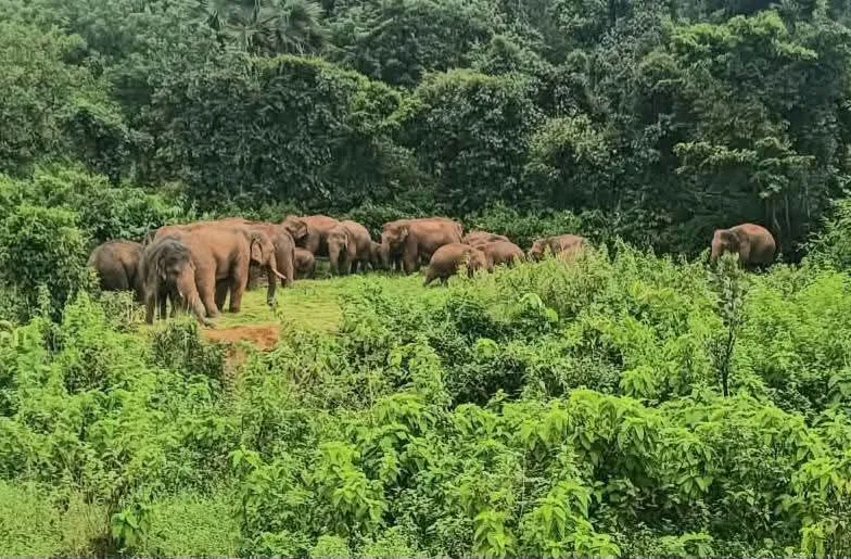 धनबाद : पश्चिमी टुण्डी के मनियाडीह थाना में जंगली हाथियों से ग्रामीणों में दहशत