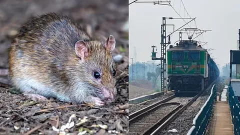 इंडियन रेलवे : ट्रेन में सफर या चूहों से जंग! 