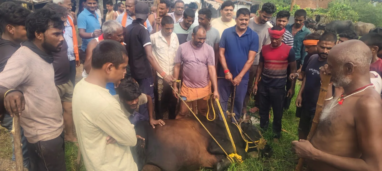 धनबाद : फुलारीटांड में तीन घंटे की कड़ी मशक्कत के बाद काबू में आया आक्रामक सांड