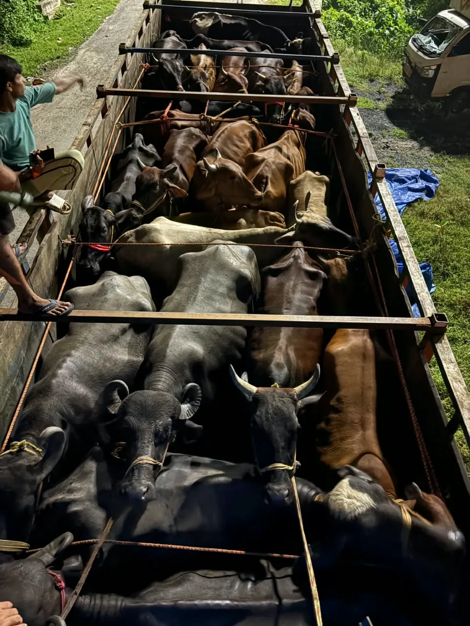 धनबाद : ट्रक में मिले 38 गोवंश, तीन बछड़ों की मौत